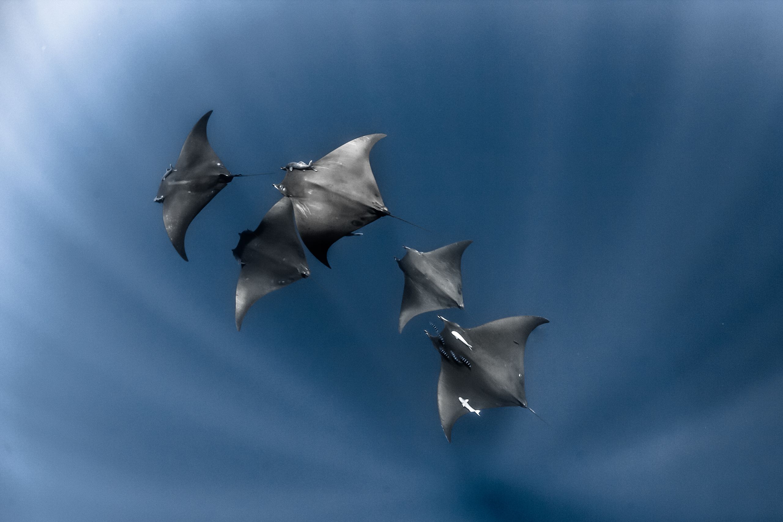 IMG_4849 Manta Ray